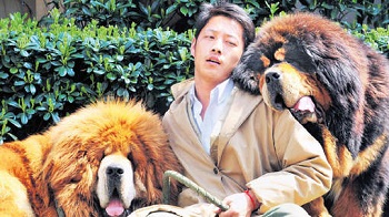 1,4 Miljoen euro betaald voor Tibetaanse Mastiff